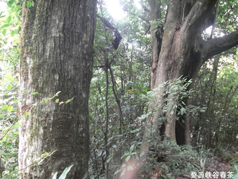 ��Դ����ɽ