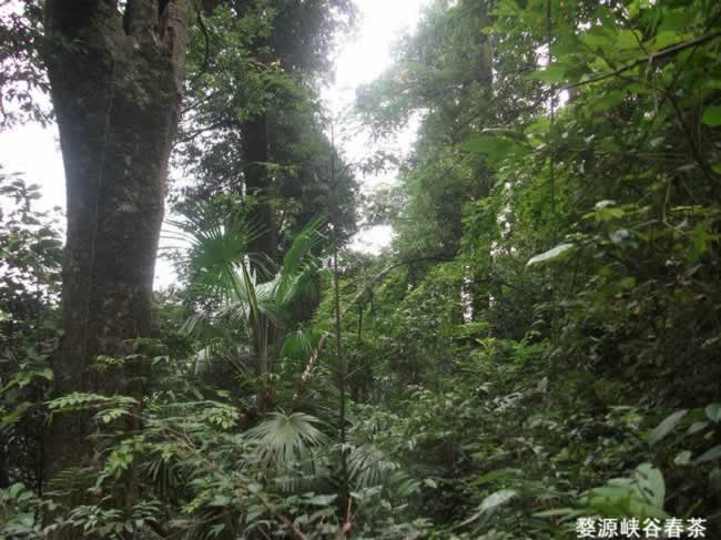 ��Դ����ɽ