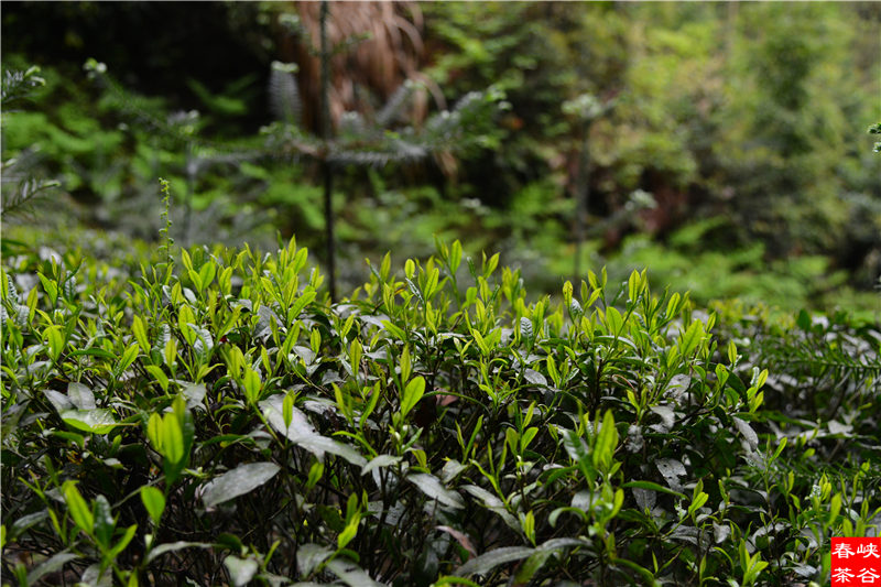 ��ɽ�{�ȴ���@