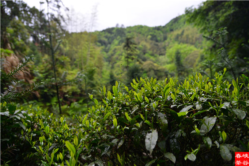 ��ɽ�{�ȴ���@