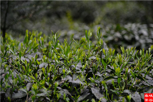 ��ɽ�{�ȴ���@