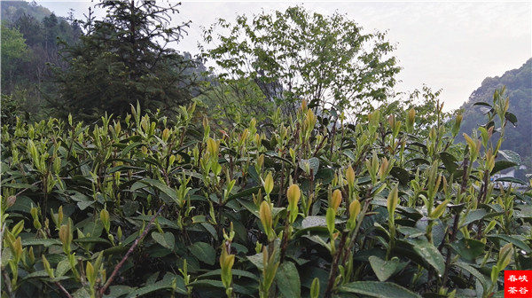 ��ɽ�{�ȴ���@