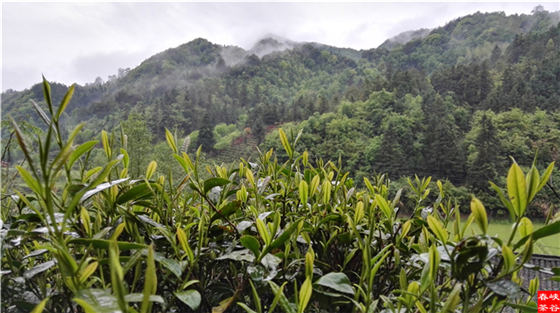 ԁ�{�ȴ���