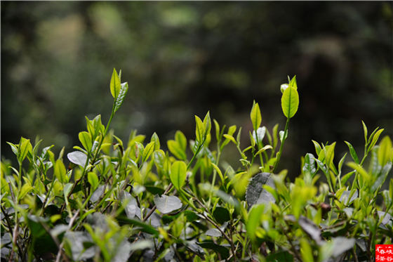 ԁ�{�ȴ���