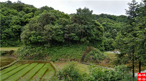 ��Դʯ�{��