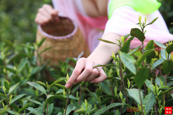 Ʒ��������