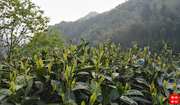 ���~�оŷN������Ч