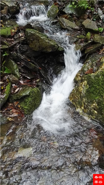 ��鸸 ˮ��ĸ