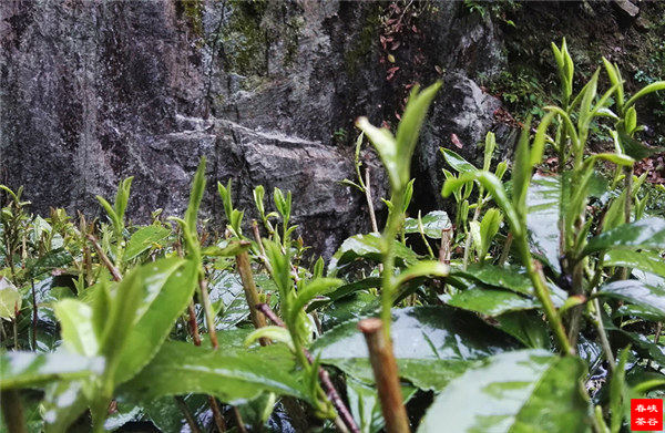 �������Ļ�