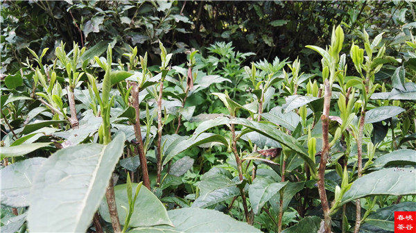 ��ɽ�{�ȴ���@