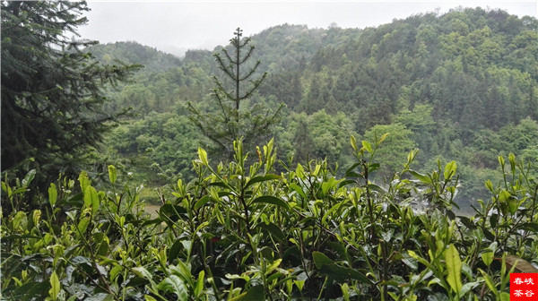 ��ɽ�{�ȴ���@