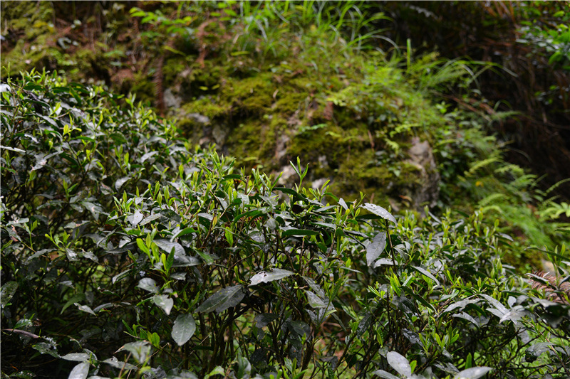 ��Դ����ʯ�{��퍴����