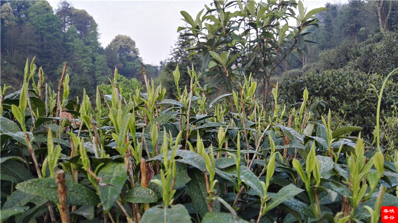 ��Դ����ʯ�{��퍴����