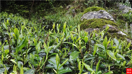 ��Դ�G���ǰ������