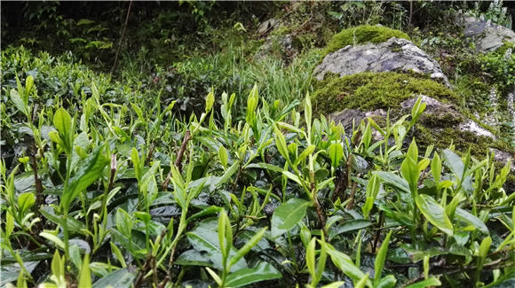 ���cˎ���Pϵ