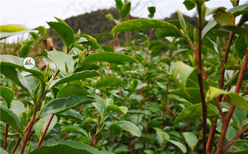 �����L�ۣ���Ȳ�