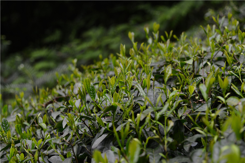 �����²�