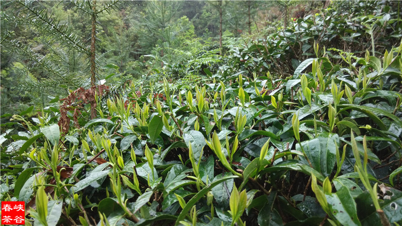 �����ֵĲ��