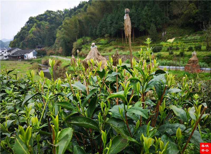 ��ɽ�{�ȴ���@