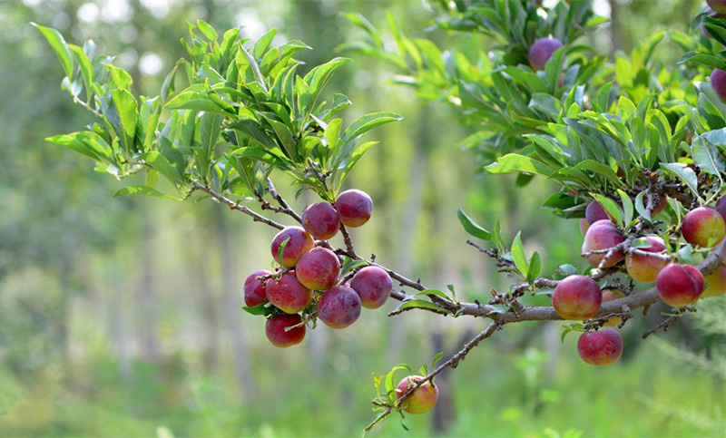 ������Դ