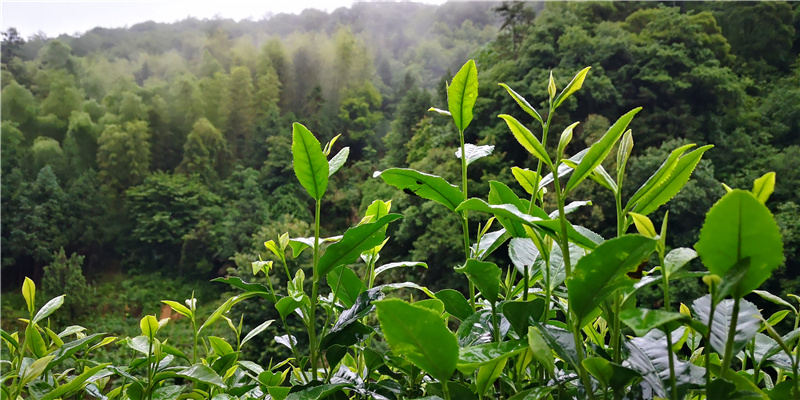 ��ɽ�{�ȴ���@