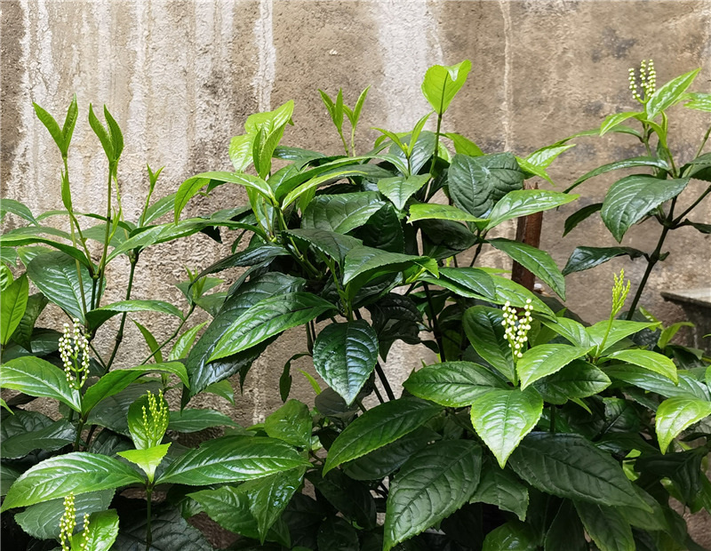 �߲���������裬һ���羚�h�m��