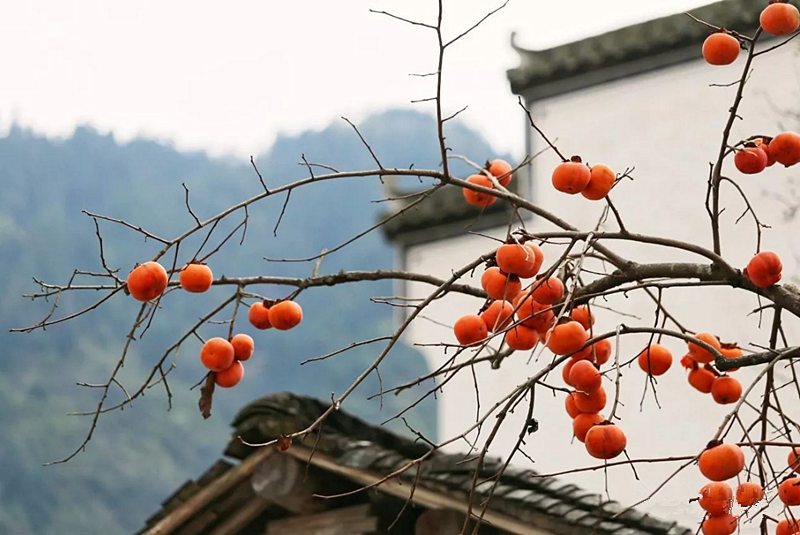 �������f �MԊ����