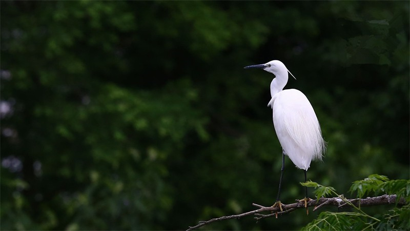 Ԋ�˽������������ٶ�Ԋ��