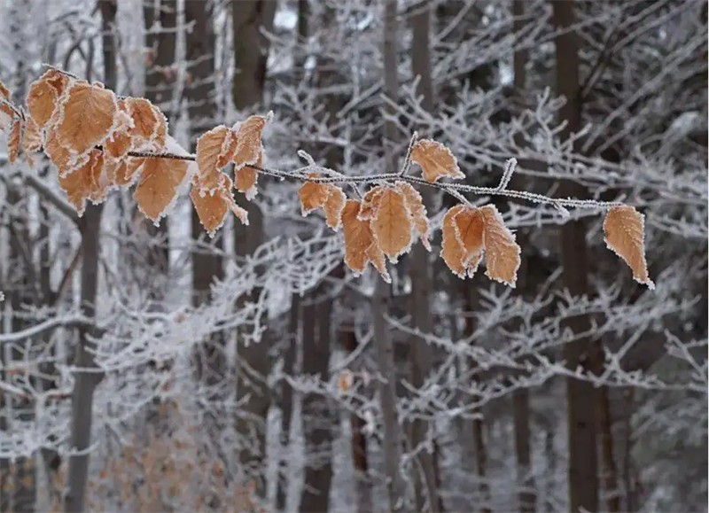 Ԋ�˽������������ٶ�Ԋ��