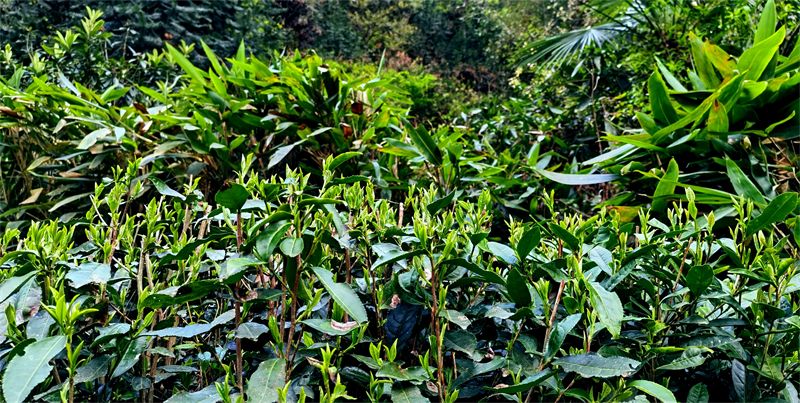 �����Ȳ茢���ٳ�ˎ