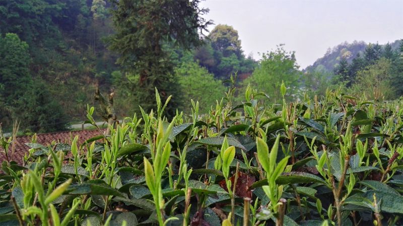 �������ꌣ݋