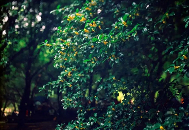 �������Ԋ(sh��)����