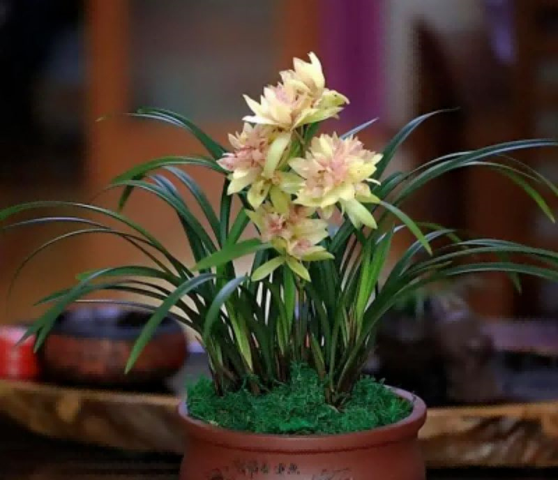 ��|�v�ώ��ﶬԊ�~һ�M