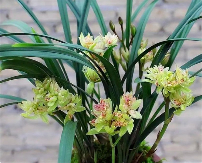 ��|�v�ώ��ﶬԊ�~һ�M