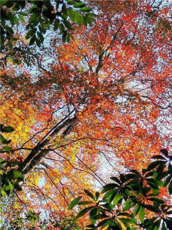 �h(yu��n)��ɽ�������T ��Ҋ�e�̒߰���