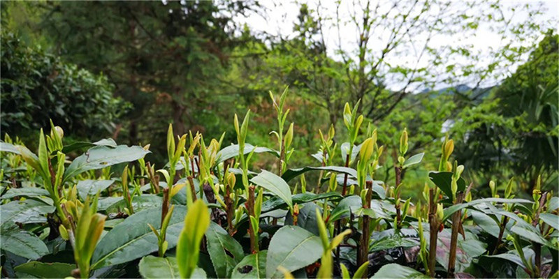 2023����ף��