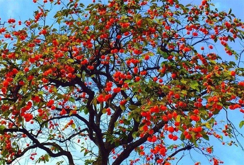 �����x�ώ�����Ԋ�~