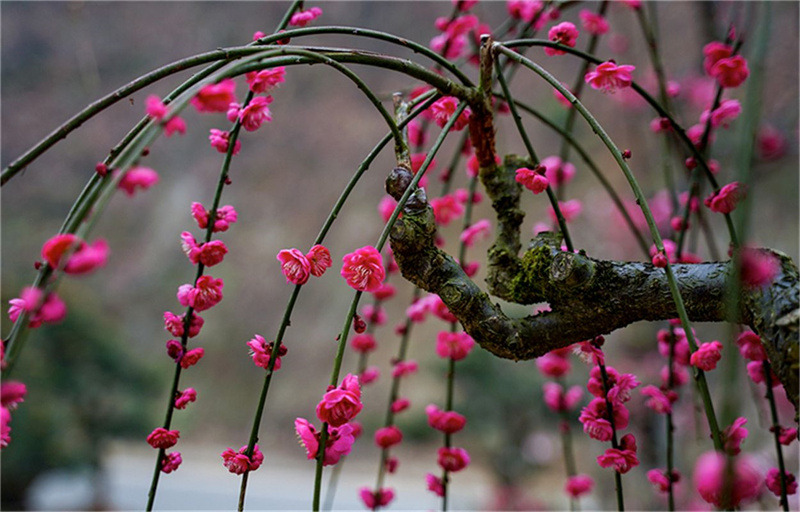 �t÷���q����ѩ���S��