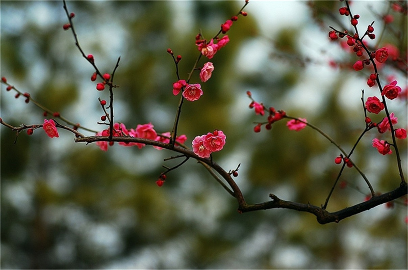 �t÷���q����ѩ���S��