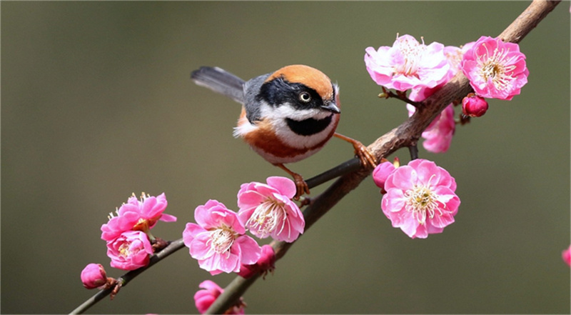 �t÷���q����ѩ���S��