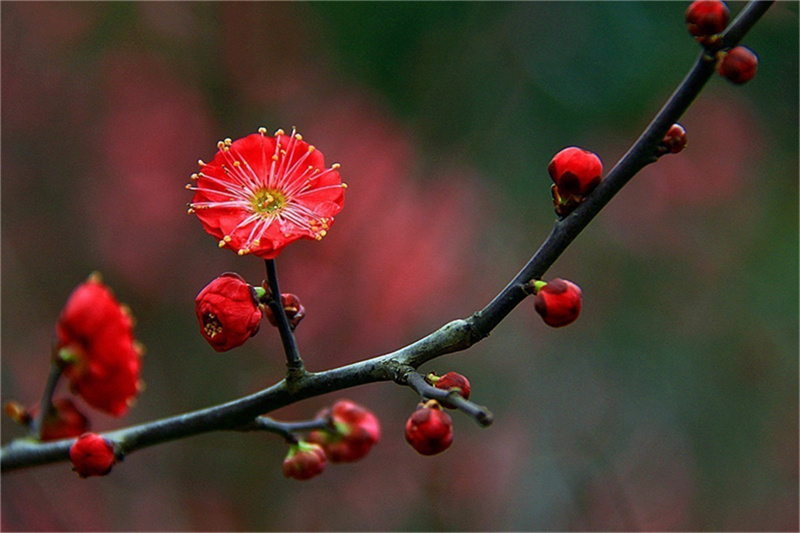 �t÷���q����ѩ���S��