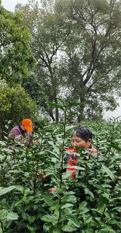 ������ɫ-�{�ȴ�